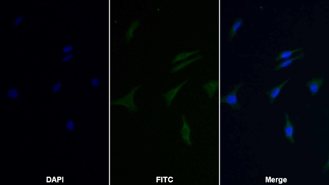 HPD Antibody in Immunocytochemistry (ICC/IF)