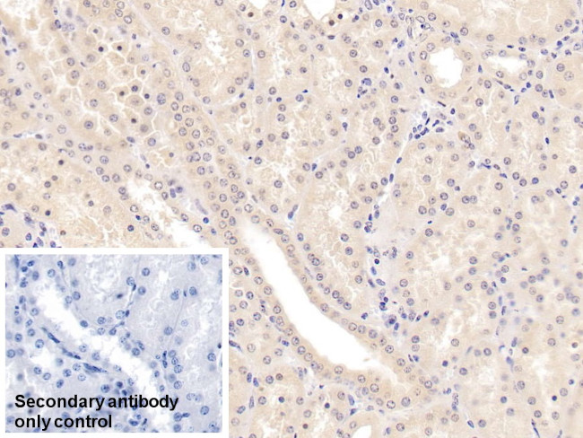 MSRA Antibody in Immunohistochemistry (Paraffin) (IHC (P))