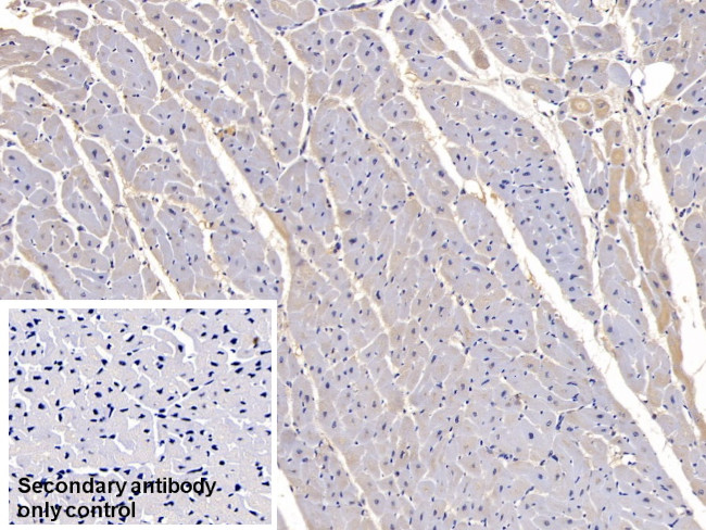 FSTL1 Antibody in Immunohistochemistry (Paraffin) (IHC (P))