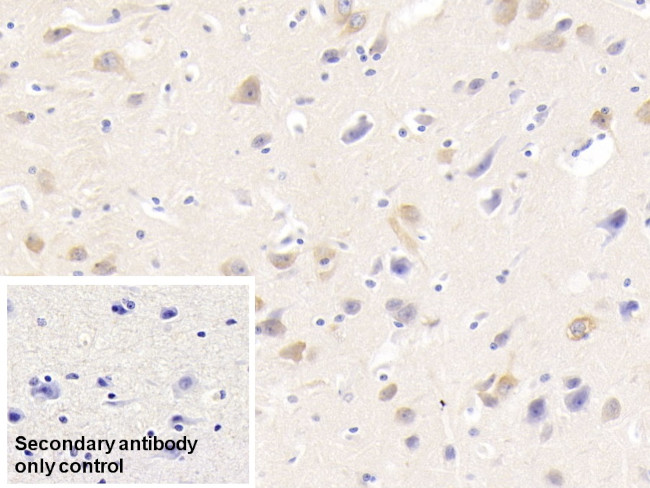 NRGN Antibody in Immunohistochemistry (Paraffin) (IHC (P))