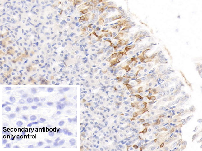 HRG Antibody in Immunohistochemistry (Paraffin) (IHC (P))