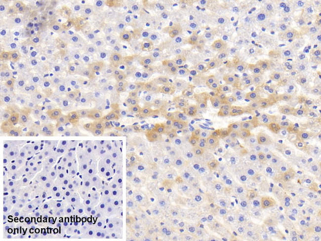 HRG Antibody in Immunohistochemistry (Paraffin) (IHC (P))