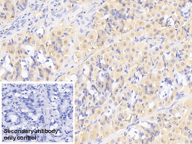 MMP7 Antibody in Immunohistochemistry (Paraffin) (IHC (P))
