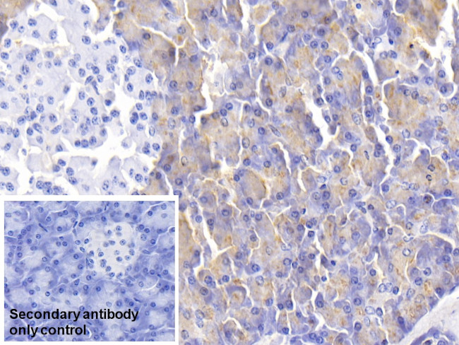 alpha Amylase 1 Antibody in Immunohistochemistry (Paraffin) (IHC (P))