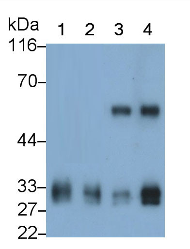 Tryptase Antibody in Western Blot (WB)