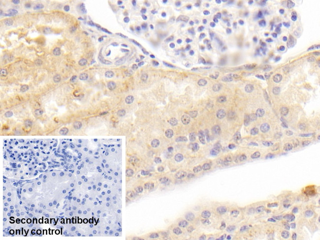 KAO Antibody in Immunohistochemistry (Paraffin) (IHC (P))