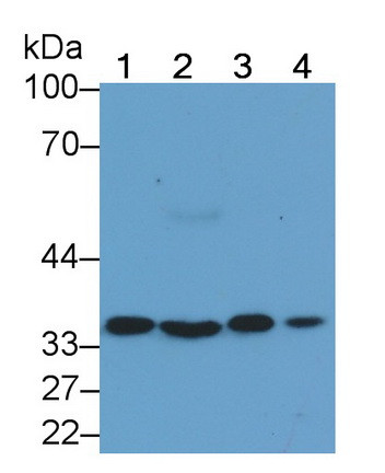Annexin A4 Antibody in Western Blot (WB)