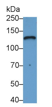 Laminin gamma-2 Antibody in Western Blot (WB)