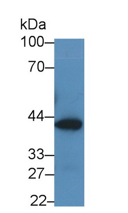 QPCT Antibody in Western Blot (WB)