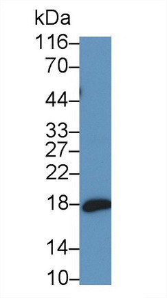 ProANP Antibody in Western Blot (WB)