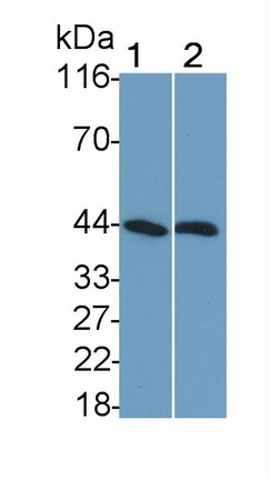 SHBG Antibody in Western Blot (WB)