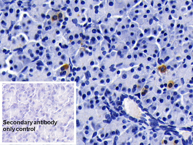 Apolipoprotein J Antibody in Immunohistochemistry (Paraffin) (IHC (P))
