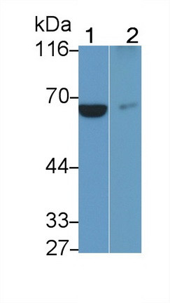 CD127 Antibody in Western Blot (WB)