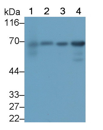 PLS3 Antibody in Western Blot (WB)