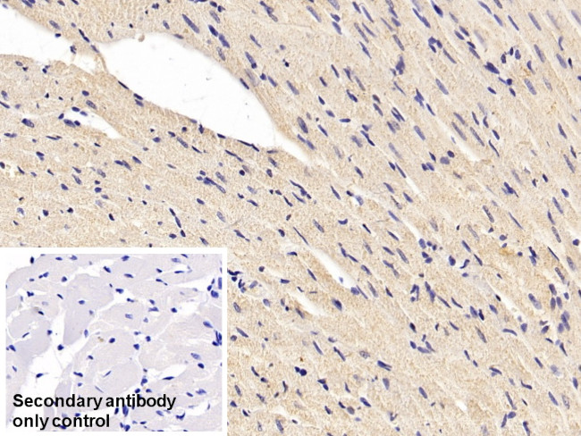SOD1 Antibody in Immunohistochemistry (Paraffin) (IHC (P))