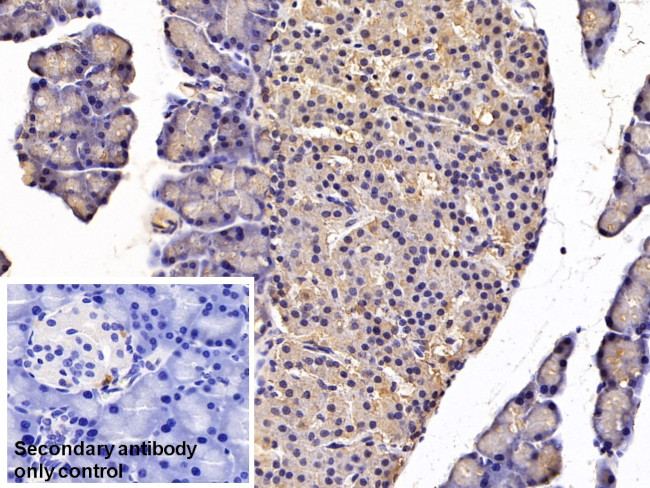 CCK Antibody in Immunohistochemistry (Paraffin) (IHC (P))