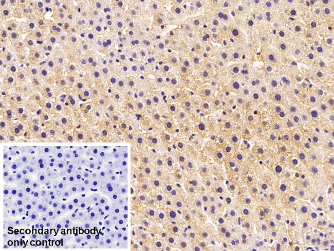 FDPS Antibody in Immunohistochemistry (Paraffin) (IHC (P))
