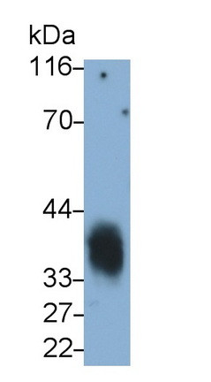 CD7 Antibody in Western Blot (WB)