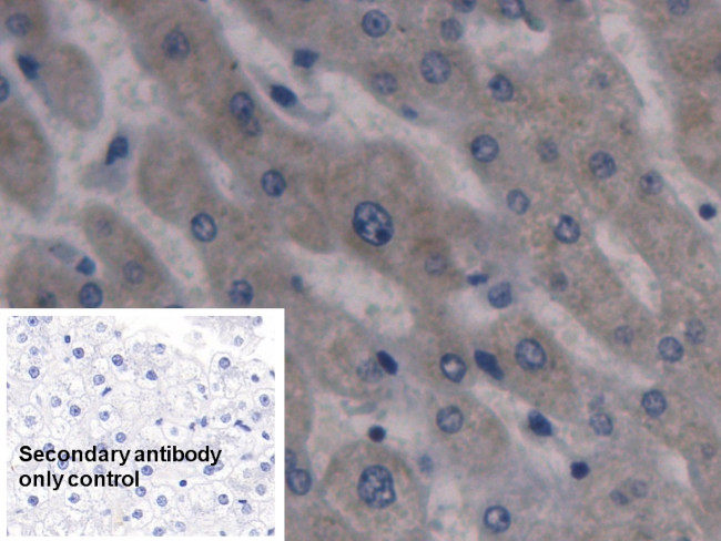 HAMP Antibody in Immunohistochemistry (Paraffin) (IHC (P))