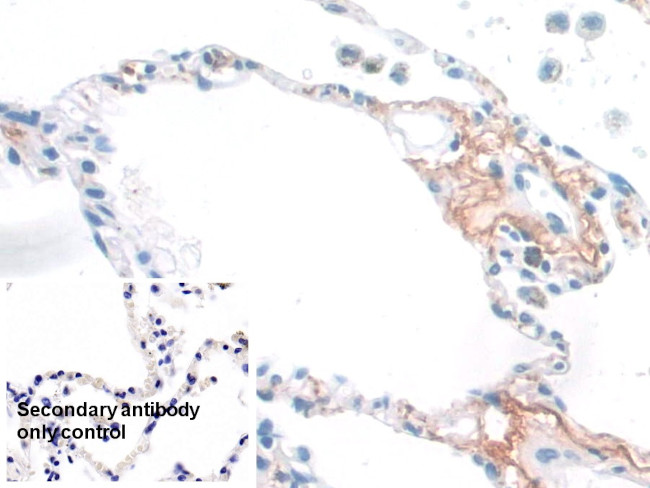 Elastin Antibody in Immunohistochemistry (Paraffin) (IHC (P))