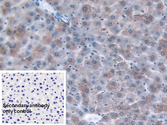 ORM1 Antibody in Immunohistochemistry (Paraffin) (IHC (P))