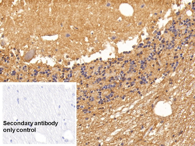 Aquaporin 4 Antibody in Immunohistochemistry (Paraffin) (IHC (P))