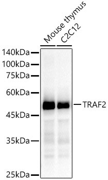 TRAF2 Antibody in Western Blot (WB)