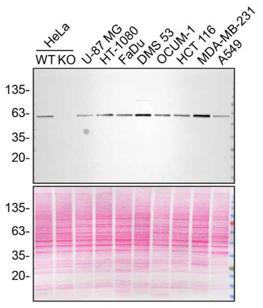 Beclin 1 Antibody in Western Blot (WB)