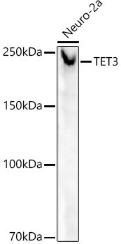 TET3 Antibody in Western Blot (WB)