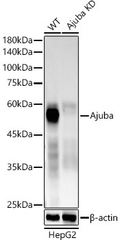 AJUBA Antibody in Western Blot (WB)