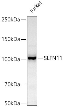 SLFN11 Antibody in Western Blot (WB)