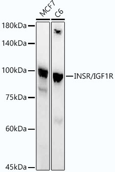 IR/IGF1R Antibody in Western Blot (WB)