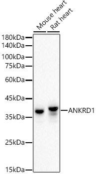 CARP Antibody in Western Blot (WB)
