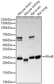 RhoB Antibody in Western Blot (WB)