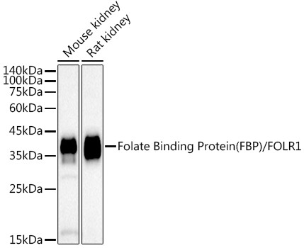 Folate Receptor alpha Antibody in Western Blot (WB)