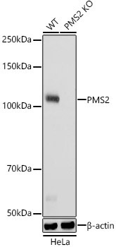PMS2 Antibody in Western Blot (WB)