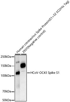HCoV-OC43 Spike S1 Antibody in Western Blot (WB)