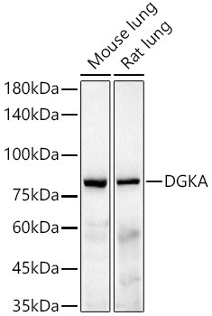 DGKA Antibody in Western Blot (WB)