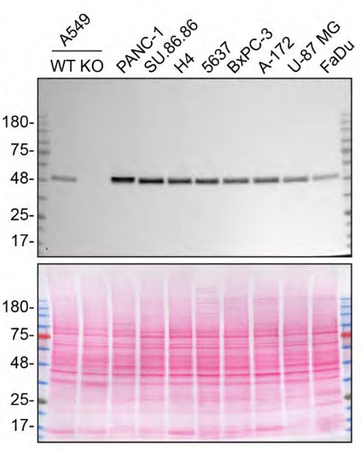 TRIM21 Antibody in Western Blot (WB)