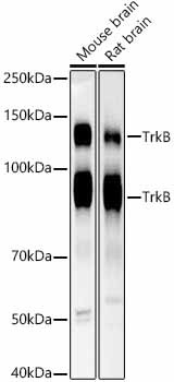TrkB Antibody in Western Blot (WB)