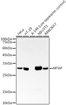 MTAP Antibody in Western Blot (WB)