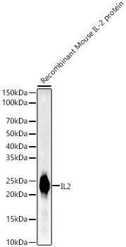 IL-2 Antibody in Western Blot (WB)