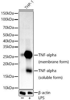 TNF alpha Antibody in Western Blot (WB)
