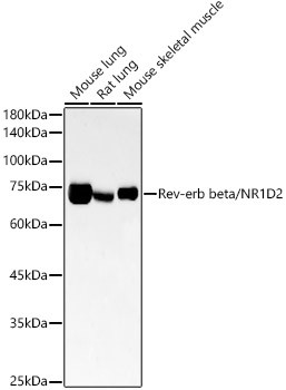 NR1D2 Antibody in Western Blot (WB)