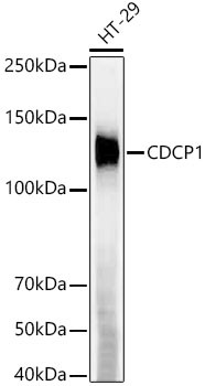 CDCP1 Antibody in Western Blot (WB)