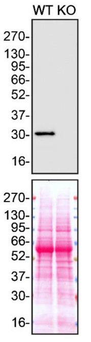 MMP7 Antibody in Western Blot (WB)