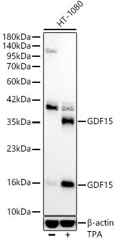 GDF15 Antibody in Western Blot (WB)