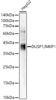 MKP-1 Antibody in Western Blot (WB)