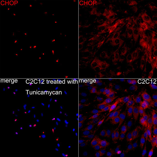 CHOP Antibody in Immunocytochemistry (ICC/IF)