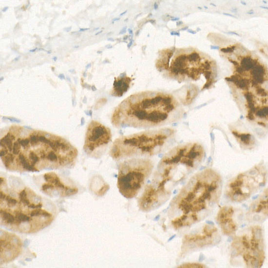 Pepsinogen II Antibody in Immunohistochemistry (Paraffin) (IHC (P))